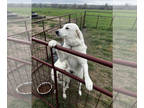 Great Pyrenees PUPPY FOR SALE ADN-764961 - Great Pyrenees Maremma Mix