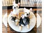 French Bulldog PUPPY FOR SALE ADN-765031 - Sadie Frenchies 3 Males Left