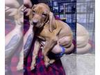 Vizsla PUPPY FOR SALE ADN-764794 - Male Vizsla Puppy needs a Furever Home