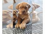 Dogue de Bordeaux PUPPY FOR SALE ADN-764979 - AKC Dogue de Bordeaux puppies
