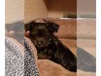 Yorkshire Terrier PUPPY FOR SALE ADN-764785 - YORKIES
