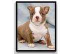 Boston Terrier PUPPY FOR SALE ADN-764879 - AKC Boston Terrier puppies for sale
