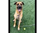 Adopt ZEUS a German Shepherd Dog, Great Dane