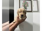 Golden Retriever PUPPY FOR SALE ADN-764858 - Golden Retriever puppies