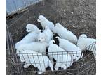 Great Pyrenees PUPPY FOR SALE ADN-764976 - Great Pyrenees puppies