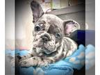 French Bulldog PUPPY FOR SALE ADN-764852 - Meet Lucy and Louie