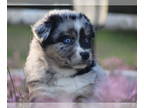 Australian Shepherd PUPPY FOR SALE ADN-764859 - AKC Aussie Pups