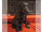 Labradoodle PUPPY FOR SALE ADN-764990 - F1 Labradoodles 900