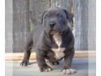 American Bully PUPPY FOR SALE ADN-765044 - XL AMERICAN BULLY MERLE TRI AMERICAN