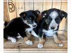 Australian Shepherd PUPPY FOR SALE ADN-764783 - Australian Shepherd puppies