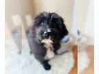 Aussiedoodle PUPPY FOR SALE ADN-764780 - Aussiedoodle girl