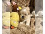 Shih Tzu PUPPY FOR SALE ADN-764854 - Registered shih tzu puppy