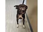 Adopt Rango a Pit Bull Terrier