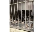 Adopt Justin Timberlake a Domestic Short Hair