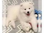 Samoyed PUPPY FOR SALE ADN-764963 - Billy the Samoyed puppy