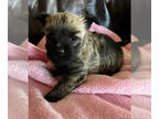 Cairn Terrier PUPPY FOR SALE ADN-764795 - Cairn Terrier Female 1