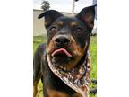 Adopt Scooby a Rottweiler, German Shepherd Dog