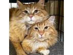 Adopt Scooby & Shaggy (Bonded Pair) a Tabby