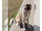 Anatolian Shepherd Mix DOG FOR ADOPTION RGADN-1093022 - I Am Groot - Anatolian