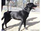 Adopt Buckley a Black Labrador Retriever