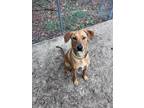 Adopt Remi a Rhodesian Ridgeback, Labrador Retriever