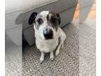 Jack-A-Bee DOG FOR ADOPTION RGADN-1243229 - Ono Rascal Barnwell - Beagle / Jack