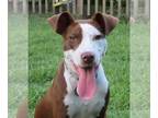 American Pit Bull Terrier-German Shorthaired Pointer Mix DOG FOR ADOPTION