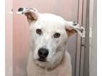 Great Pyrenees Mix DOG FOR ADOPTION RGADN-1243232 - Sinkai - Cattle Dog / Great