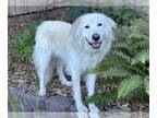Great Pyrenees DOG FOR ADOPTION RGADN-1243233 - Tootsie - Great Pyrenees /
