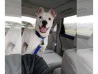 Jug DOG FOR ADOPTION RGADN-1243236 - Bolt URGENT - Pug / Jack Russell Terrier /