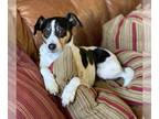 Rat Terrier Mix DOG FOR ADOPTION RGADN-1243243 - Jack - Rat Terrier / Mixed