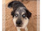 Alaskan Malamute Mix DOG FOR ADOPTION RGADN-1243245 - Archo - Alaskan Malamute /