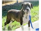 American Pit Bull Terrier Mix DOG FOR ADOPTION RGADN-1243252 - Lucky - American