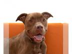 Chocolate Labrador retriever Mix DOG FOR ADOPTION RGADN-1243254 - Scooby -