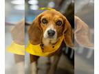 Beagle Mix DOG FOR ADOPTION RGADN-1243256 - Jewel: SPECIAL NEEDS!