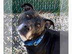 American Pit Bull Terrier DOG FOR ADOPTION RGADN-1243258 - Freddy - Pit Bull
