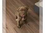 Mastiff DOG FOR ADOPTION RGADN-1243260 - Patrick - Mastiff Dog For Adoption