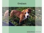 Beagle Mix DOG FOR ADOPTION RGADN-1243267 - Daisy pup Five- Graham - Beagle /