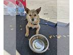 Affen Terrier DOG FOR ADOPTION RGADN-1243272 - STORMY - Border Terrier /