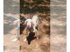 Pointer DOG FOR ADOPTION RGADN-1243273 - Lucky - English Pointer Dog For