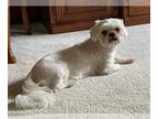 Shih Tzu Mix DOG FOR ADOPTION RGADN-1243277 - Mimi - Shih Tzu / Mixed Dog For