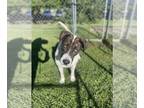 Labrador Retriever Mix DOG FOR ADOPTION RGADN-1243279 - Violet - Labrador