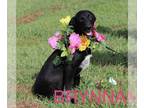 Borador DOG FOR ADOPTION RGADN-1243282 - Bryanna - Border Collie / Labrador