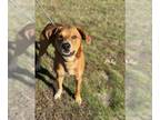 Black Mouth Cur Mix DOG FOR ADOPTION RGADN-1243285 - Zero - Black Mouth Cur /