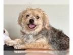 Cairn Terrier Mix DOG FOR ADOPTION RGADN-1243287 - Benito - Cairn Terrier /