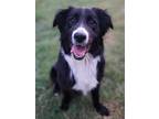 Adopt Chase a Border Collie