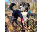 Adopt Chase - Courtesy Listing a Border Collie