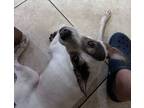 Adopt Tito a Italian Greyhound, Jack Russell Terrier