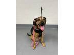 Adopt Peanut a Bloodhound