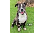 Adopt CASH a Pit Bull Terrier